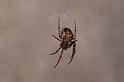 Meta_merianae_D8282_Z_90_Les Gris_Frankrijk